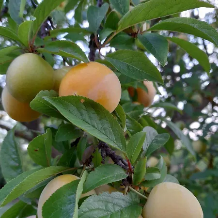 La Cavallerizza * クトロフィアーノ